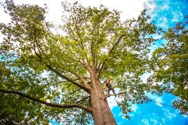 Best Tree Preservation Services  in Frankenmuth, MI