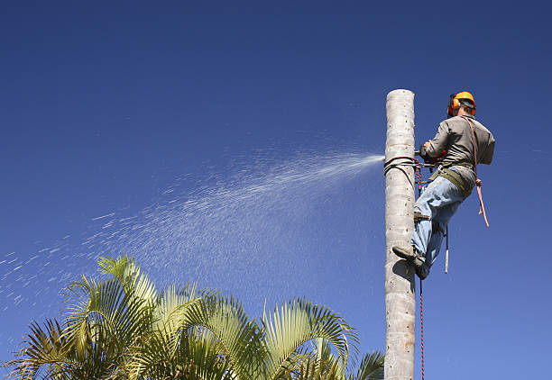 Best Tree Trimming and Pruning  in Frankenmuth, MI