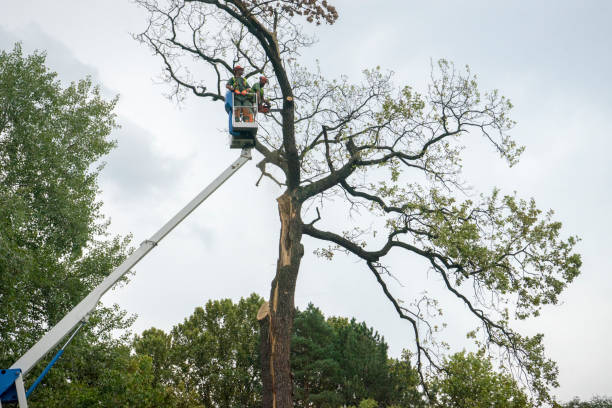 Best Tree Risk Assessment  in Frankenmuth, MI