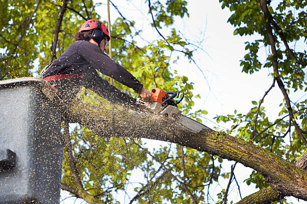 Best Tree and Shrub Care  in Frankenmuth, MI