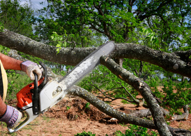 Best Root Management and Removal  in Frankenmuth, MI