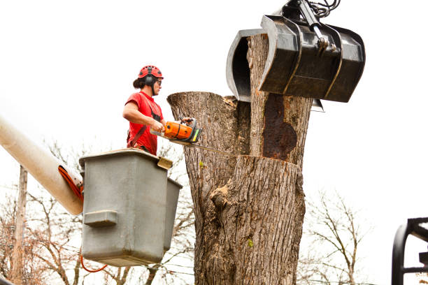 How Our Tree Care Process Works  in  Frankenmuth, MI